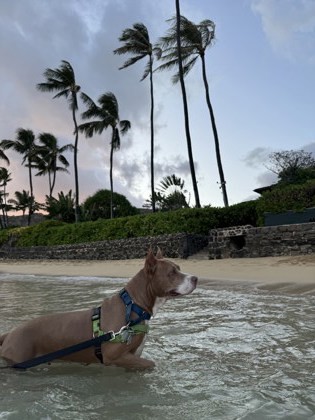 Sassy, an adoptable Pit Bull Terrier, Mixed Breed in Honolulu, HI, 96826 | Photo Image 2
