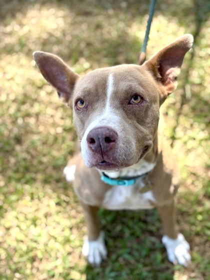Sassy, an adoptable Pit Bull Terrier, Mixed Breed in Honolulu, HI, 96826 | Photo Image 3