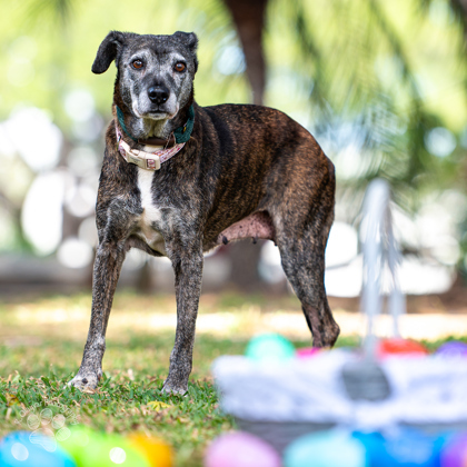Willow, an adoptable Mountain Cur, Terrier in Honolulu, HI, 96826 | Photo Image 1