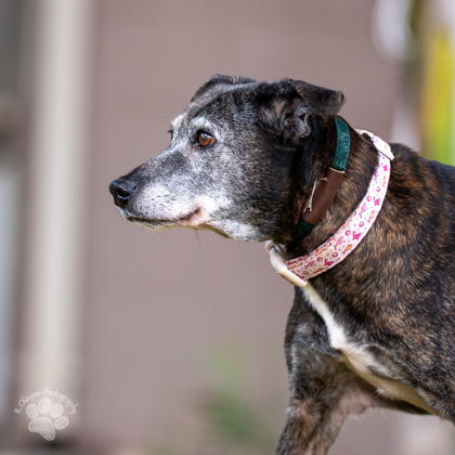 Willow, an adoptable Mountain Cur, Terrier in Honolulu, HI, 96826 | Photo Image 2