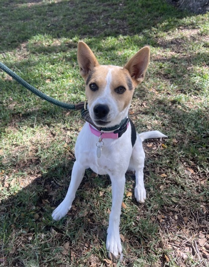Moana, an adoptable Terrier, Mixed Breed in Honolulu, HI, 96826 | Photo Image 2