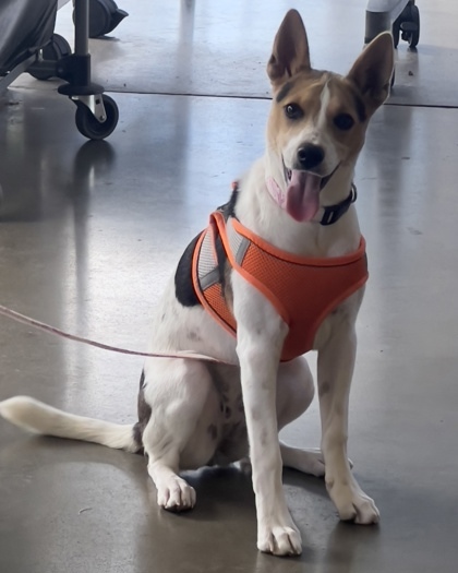 Moana, an adoptable Terrier, Mixed Breed in Honolulu, HI, 96826 | Photo Image 3