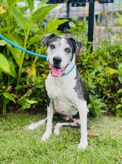 Betty Boop, an adoptable Pit Bull Terrier, Mixed Breed in Honolulu, HI, 96826 | Photo Image 1