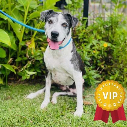 Betty Boop, an adoptable Pit Bull Terrier, Mixed Breed in Honolulu, HI, 96826 | Photo Image 1