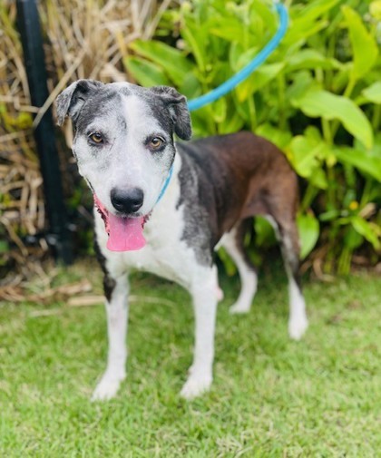 Betty Boop, an adoptable Pit Bull Terrier, Mixed Breed in Honolulu, HI, 96826 | Photo Image 2