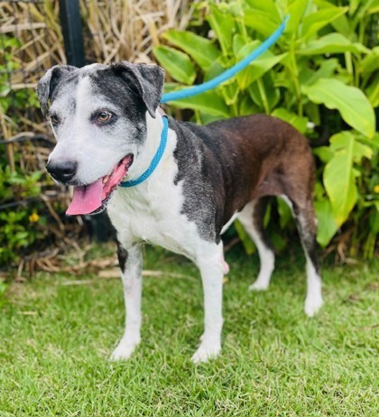 Betty Boop, an adoptable Pit Bull Terrier, Mixed Breed in Honolulu, HI, 96826 | Photo Image 3
