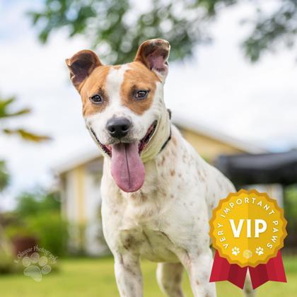 Rover, an adoptable Terrier, Mixed Breed in Honolulu, HI, 96826 | Photo Image 1