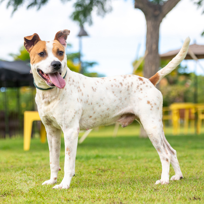 Rover, an adoptable Terrier, Mixed Breed in Honolulu, HI, 96826 | Photo Image 3