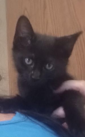 Magnolia, Baby Female Domestic Short Hair