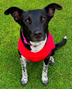 Izzy Mixed Breed Dog