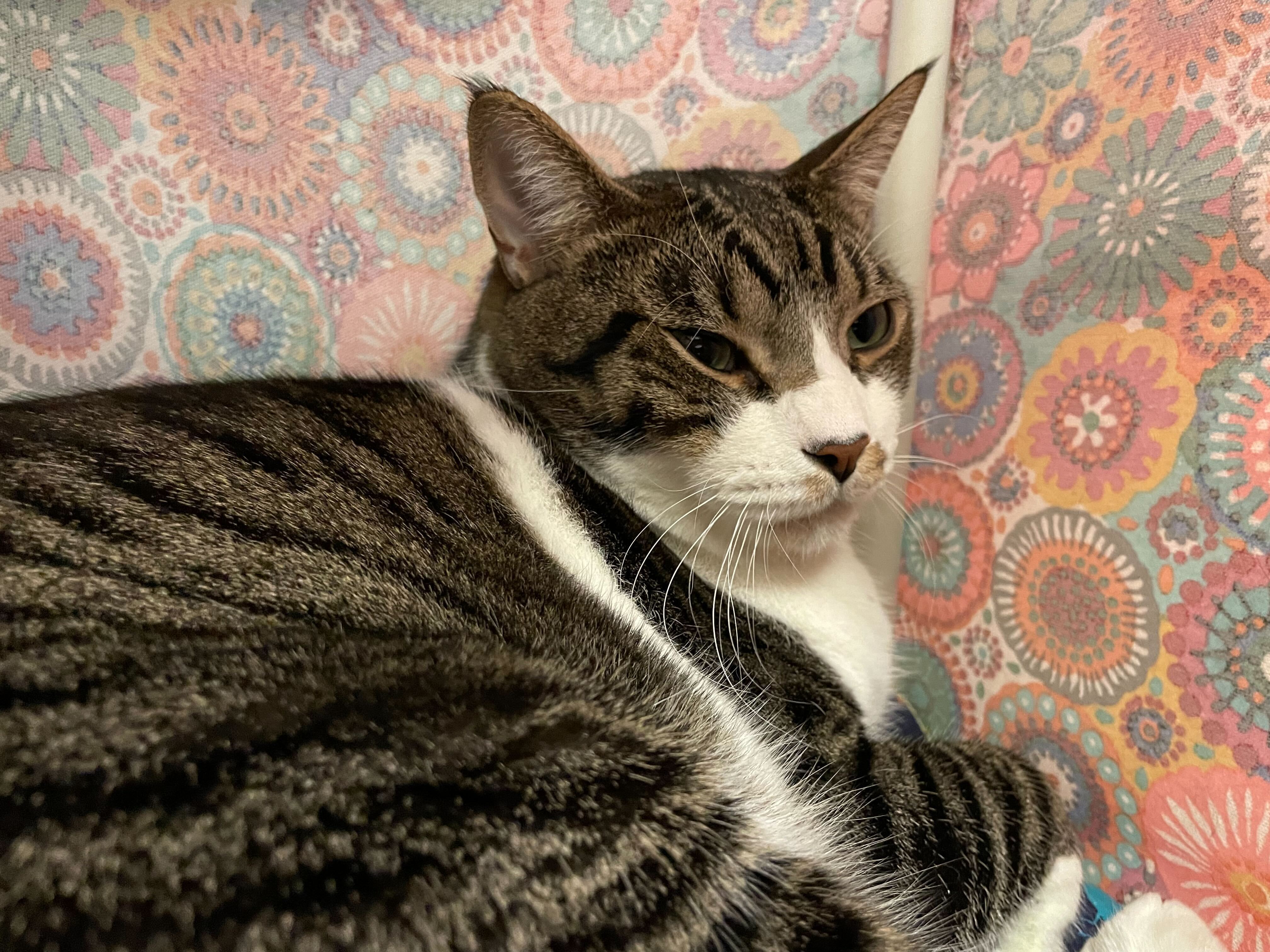 oliver