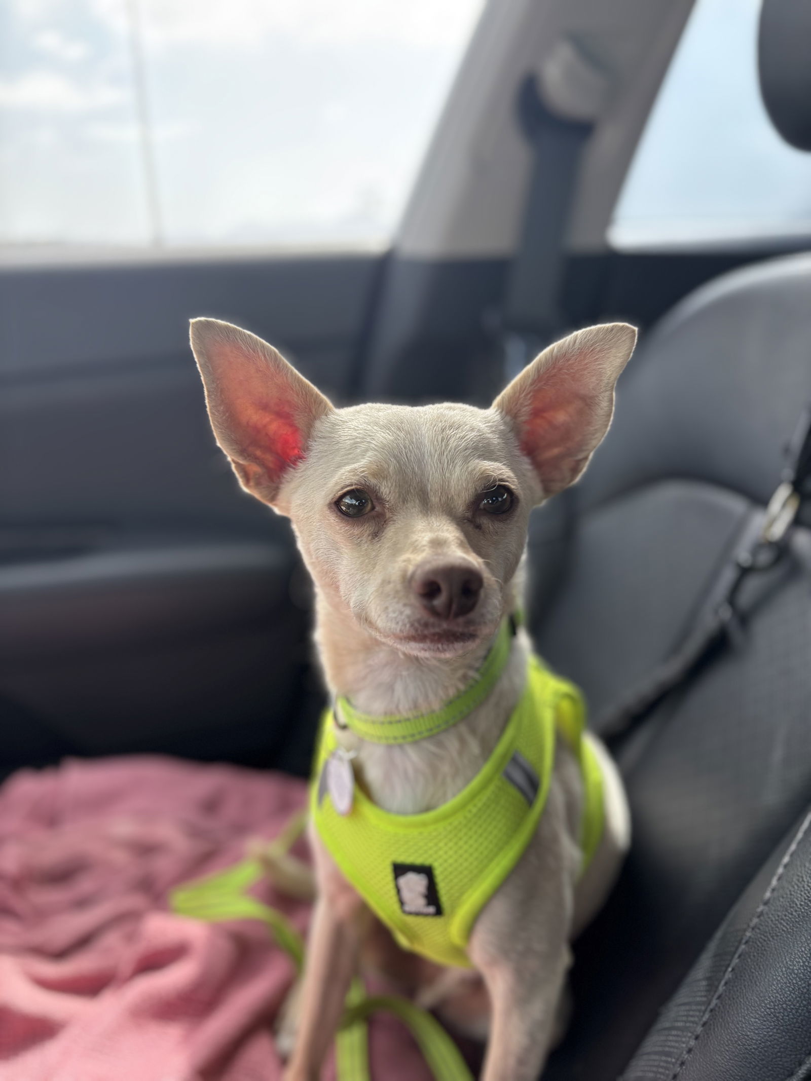 Sampson