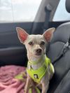 Sampson photo 1