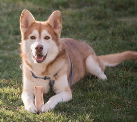 TEDDY, Adult Male Husky