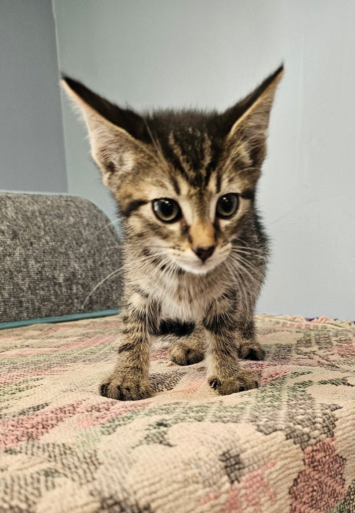 Zuko
