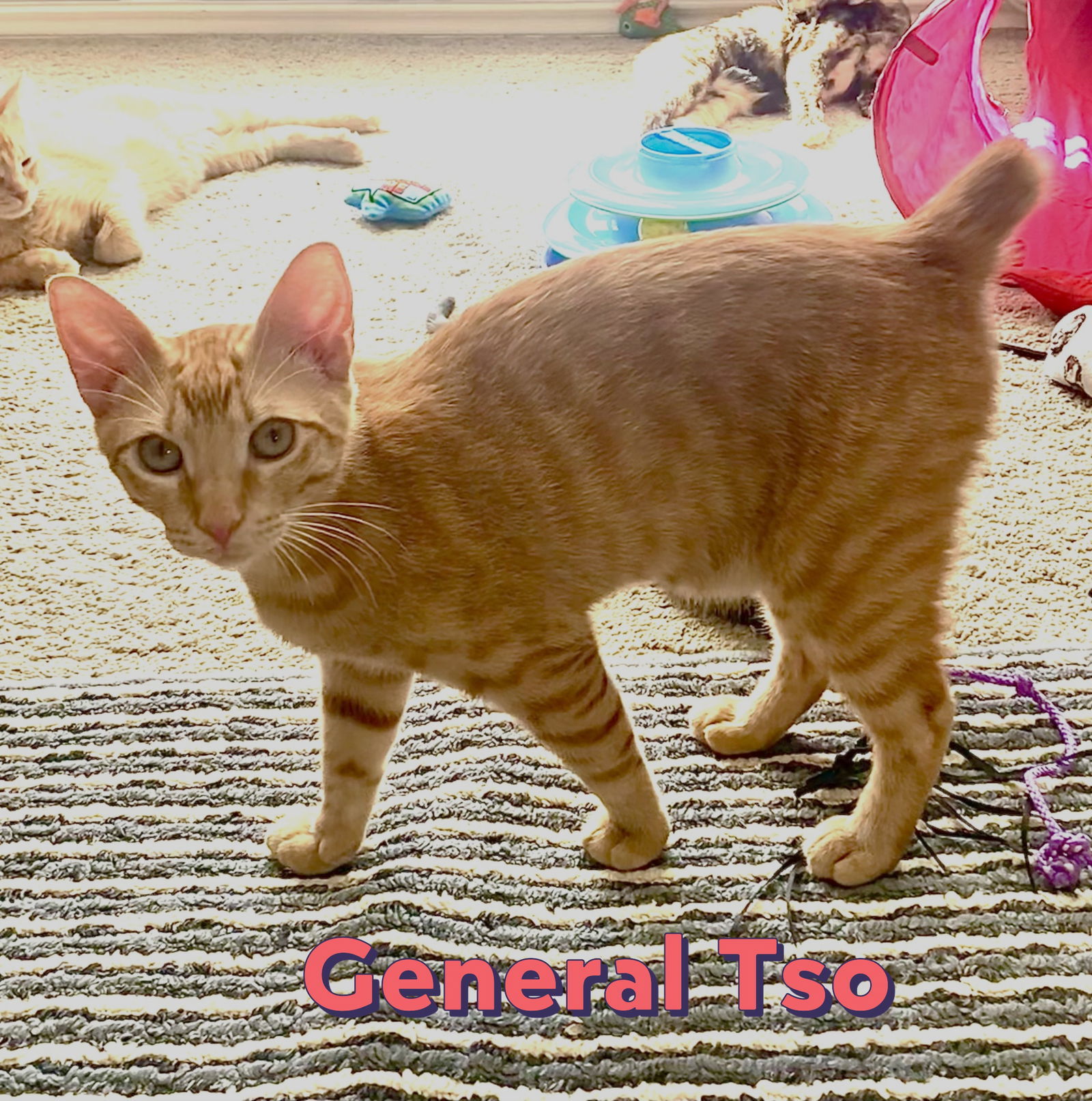 General Tso #brother-of-Hannah