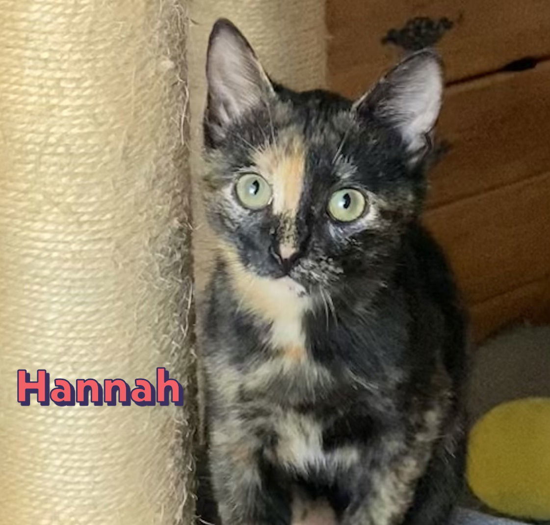 Hannah #sister-of-General-Tso