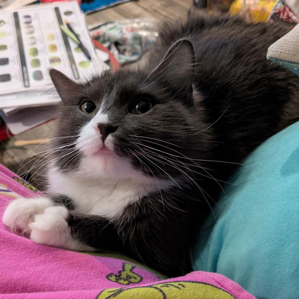 Rhoda