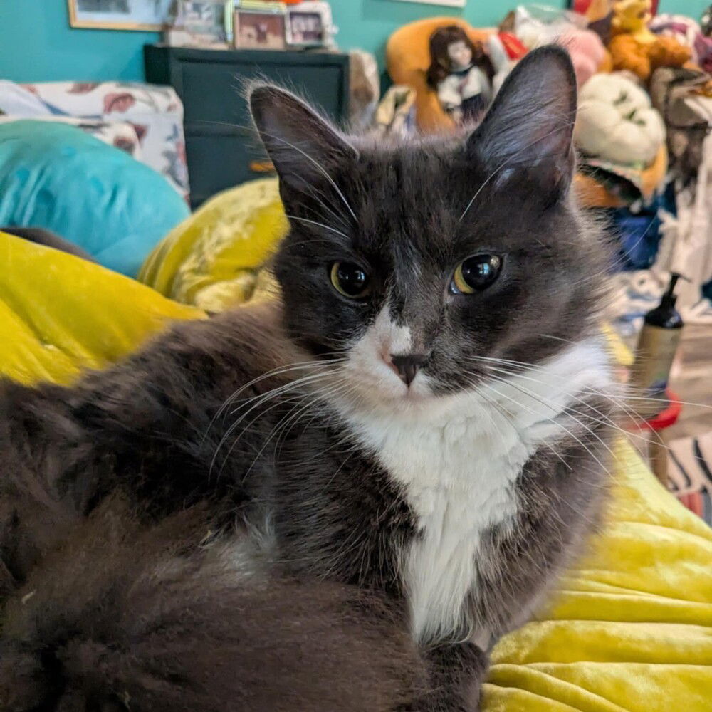 Rhoda