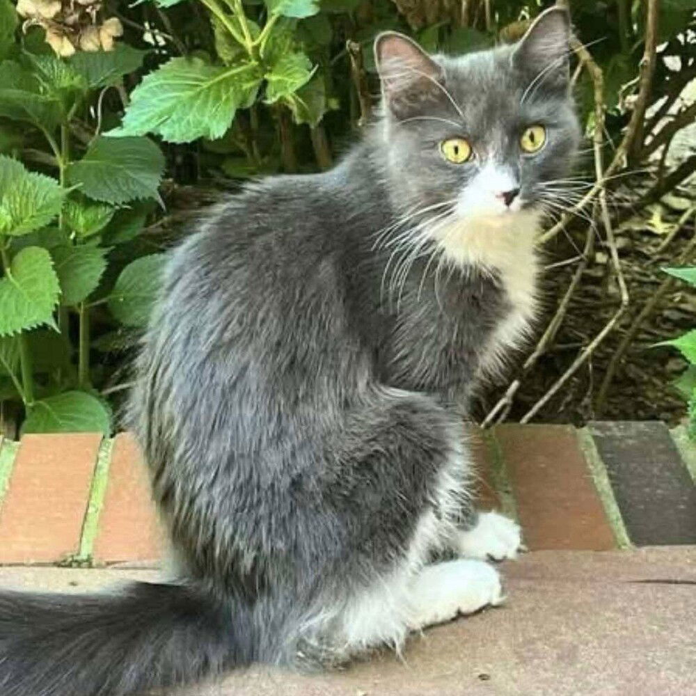 Rhoda