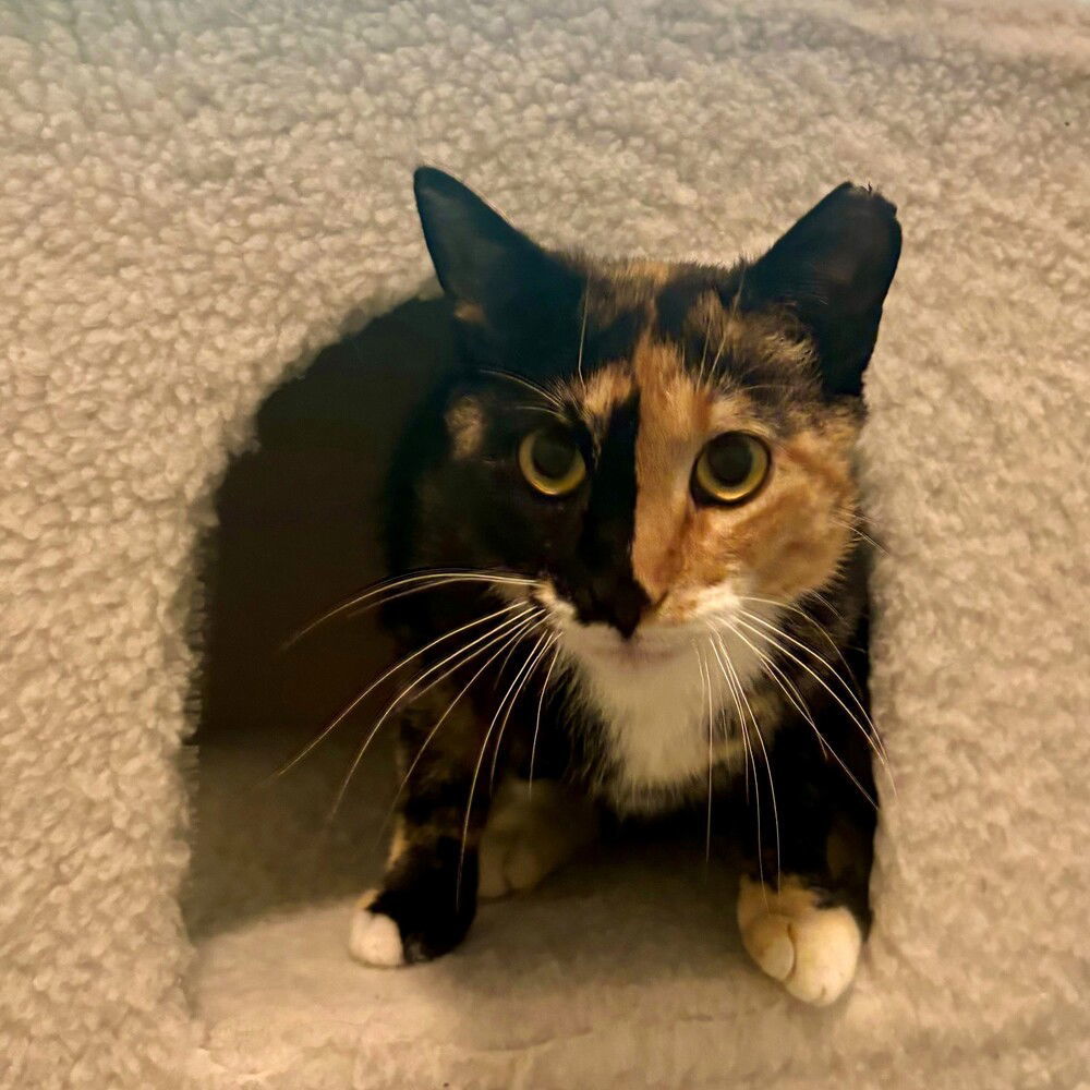 Scat Cat