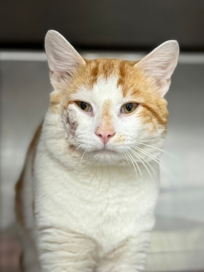 Swaggy, adoptable, Adult Male Domestic Short Hair.