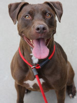 Hot Chocolate Mixed Breed Dog