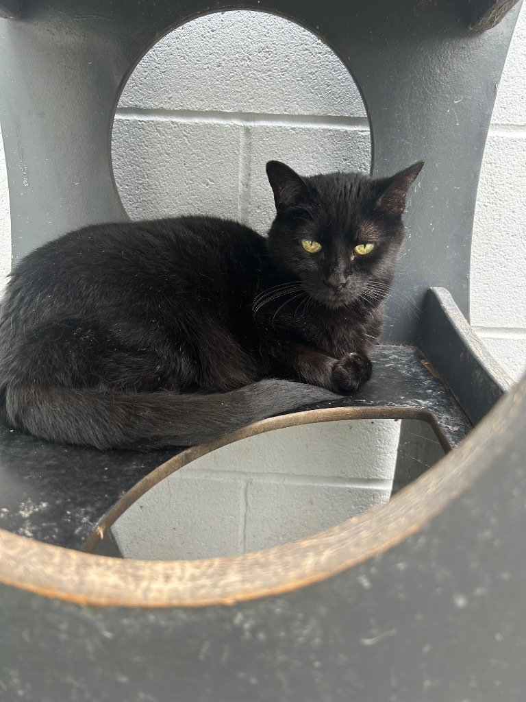 Midnight, an adoptable Domestic Short Hair in Greenwood, MS, 38930 | Photo Image 1