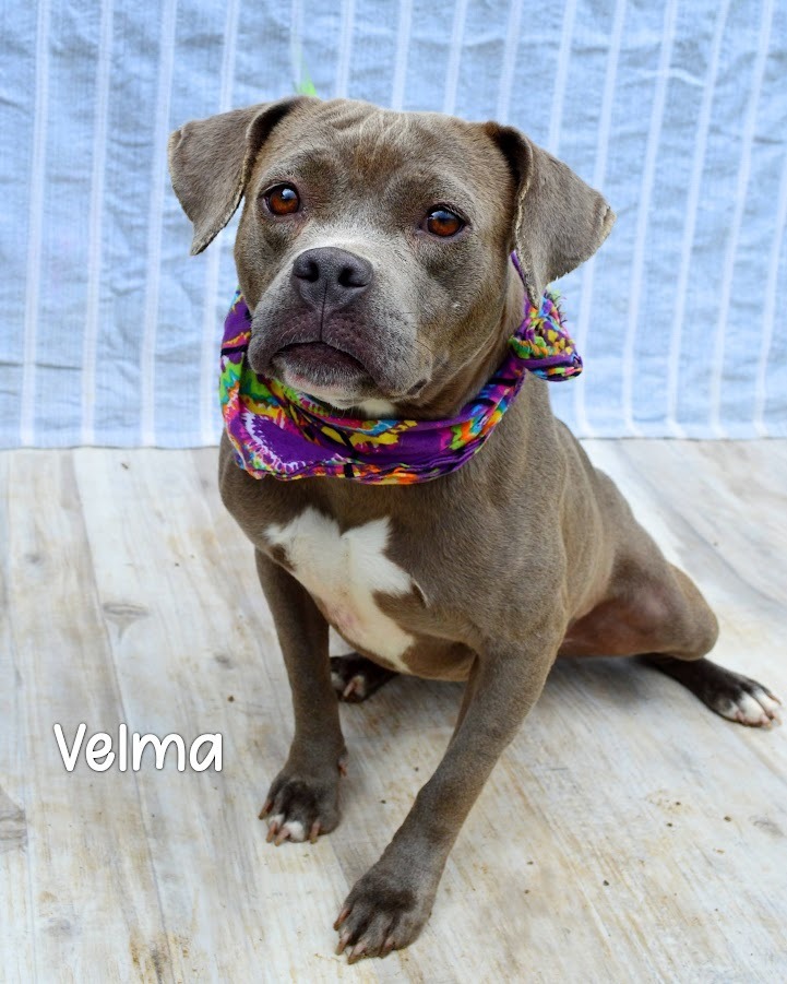 Velma