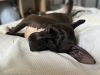 Stella photo 4