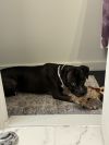 Stella photo 6