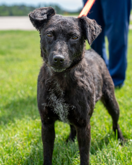 Spring, an adoptable Curly-Coated Retriever, Mixed Breed in Pequot Lakes, MN, 56472 | Photo Image 1
