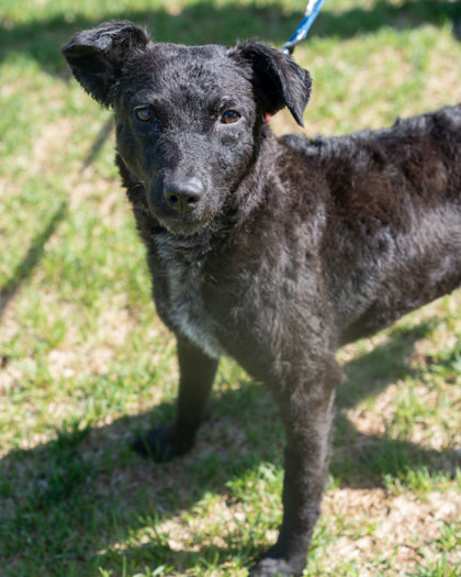 Spring, an adoptable Curly-Coated Retriever, Mixed Breed in Pequot Lakes, MN, 56472 | Photo Image 3