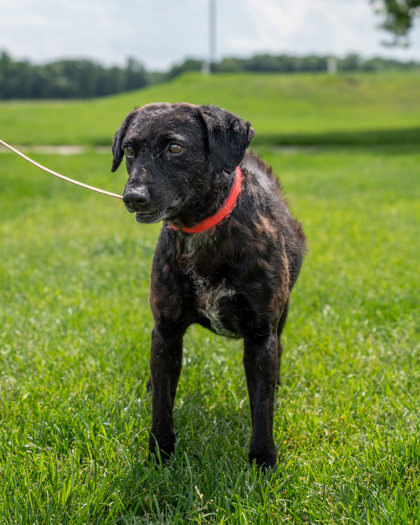 Piper, an adoptable Curly-Coated Retriever, Mixed Breed in Pequot Lakes, MN, 56472 | Photo Image 1