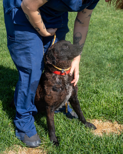 Piper, an adoptable Curly-Coated Retriever, Mixed Breed in Pequot Lakes, MN, 56472 | Photo Image 2