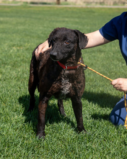 Piper, an adoptable Curly-Coated Retriever, Mixed Breed in Pequot Lakes, MN, 56472 | Photo Image 3
