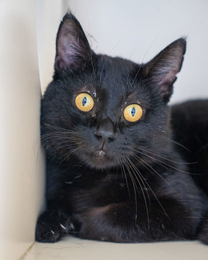 CoCoa