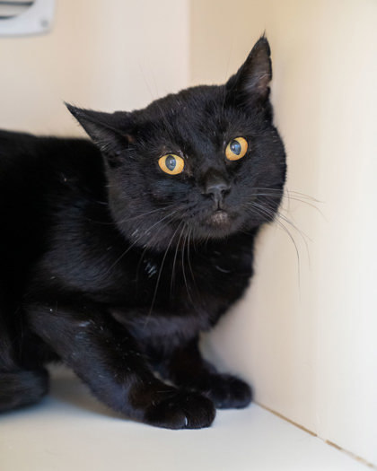 CoCoa, an adoptable Domestic Short Hair in Pequot Lakes, MN, 56472 | Photo Image 1