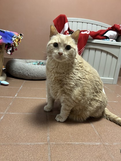 Simba