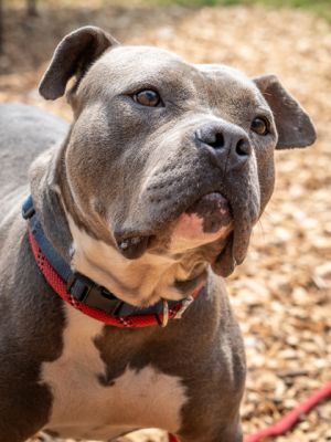 Junior P is a volunteer-described mini yard hippo-grey and muscley Though he may be buff he trea