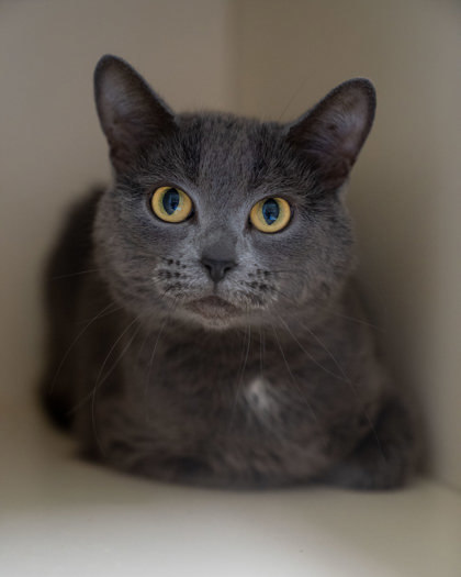 Charlie, an adoptable Domestic Short Hair in Pequot Lakes, MN, 56472 | Photo Image 1