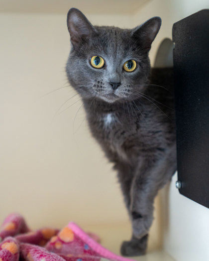 Charlie, an adoptable Domestic Short Hair in Pequot Lakes, MN, 56472 | Photo Image 1