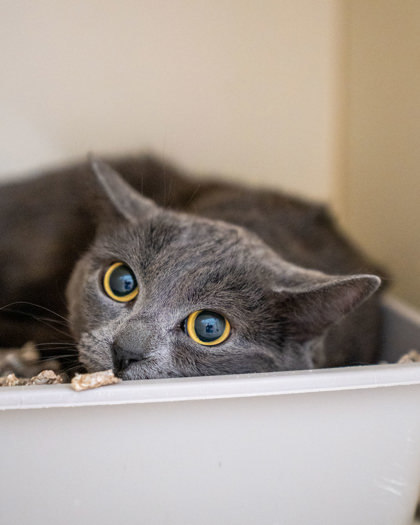 Charlie, an adoptable Domestic Short Hair in Pequot Lakes, MN, 56472 | Photo Image 2