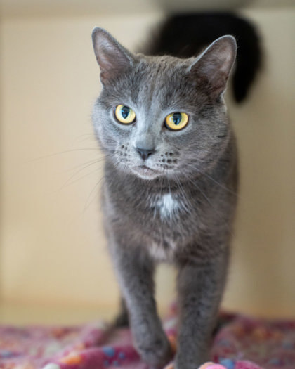 Charlie, an adoptable Domestic Short Hair in Pequot Lakes, MN, 56472 | Photo Image 2