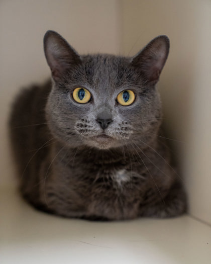 Charlie, an adoptable Domestic Short Hair in Pequot Lakes, MN, 56472 | Photo Image 3