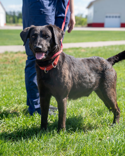Washburn, an adoptable Curly-Coated Retriever, Mixed Breed in Pequot Lakes, MN, 56472 | Photo Image 2