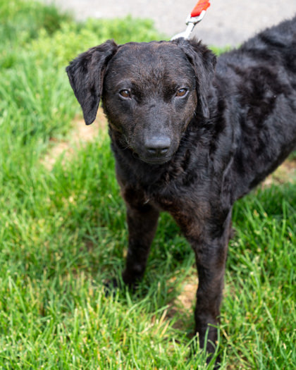 Fisher, an adoptable Curly-Coated Retriever, Mixed Breed in Pequot Lakes, MN, 56472 | Photo Image 1