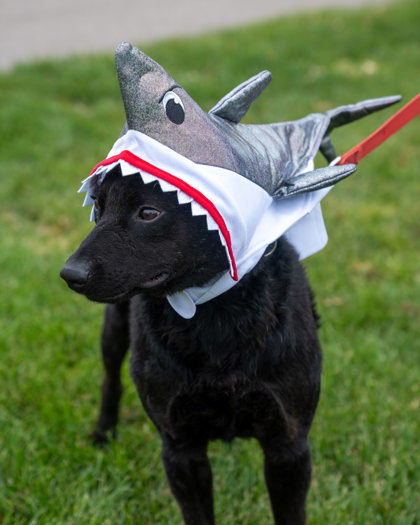 Fisher, an adoptable Curly-Coated Retriever, Mixed Breed in Pequot Lakes, MN, 56472 | Photo Image 1