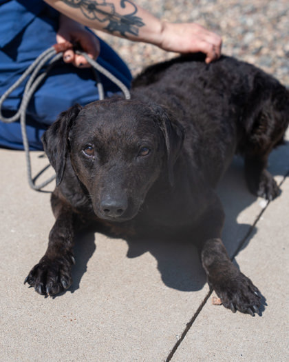 Fisher, an adoptable Curly-Coated Retriever, Mixed Breed in Pequot Lakes, MN, 56472 | Photo Image 2