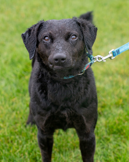 Fisher, an adoptable Curly-Coated Retriever, Mixed Breed in Pequot Lakes, MN, 56472 | Photo Image 2